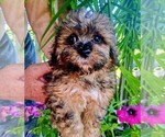 Small #1 Maltipoo