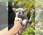 Small Photo #24 French Bulldog Puppy For Sale in BATON ROUGE, LA, USA