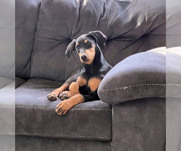 Medium Photo #9 Doberman Pinscher Puppy For Sale in Minneaoplis, MN, USA