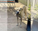 Small #5 Labrador Retriever Mix
