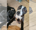 Small #11 Boston Terrier Mix