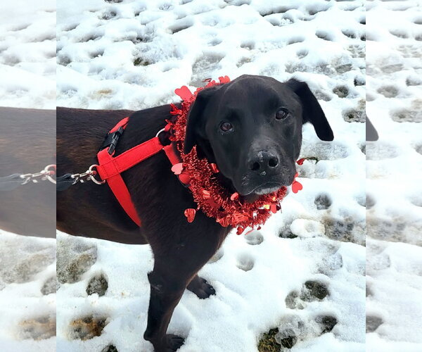 Medium Photo #13 Labrador Retriever-Unknown Mix Puppy For Sale in Germantown, OH, USA