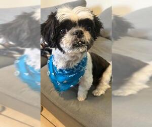 Shih Tzu Dogs for adoption in Plantation, FL, USA