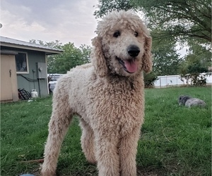 Father of the Goldendoodle puppies born on 09/02/2023