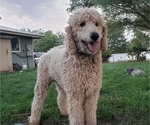 Small Photo #1 Goldendoodle Puppy For Sale in SNOWFLAKE, AZ, USA