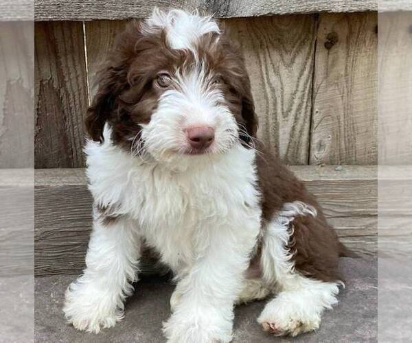 Medium Photo #3 Aussiedoodle Miniature  Puppy For Sale in DRY RUN, PA, USA
