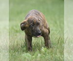 Small #6 Plott Hound Mix