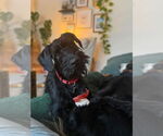 Small #26 GIANT SCHNAUZER -German Shorthaired Pointer Mix