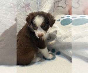 Australian Shepherd Puppy for sale in WEBSTER, FL, USA