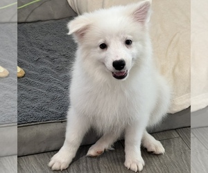American Eskimo Dog (Toy) Puppy for sale in MARTINSVILLE, IN, USA