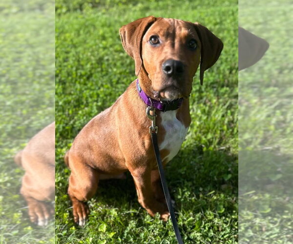 Medium Photo #5 Plott Hound-Redbone Coonhound Mix Puppy For Sale in Cookeville, TN, USA