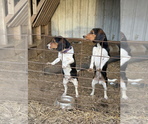 Beagle Dogs for adoption in RUTHERFORD, TN, USA