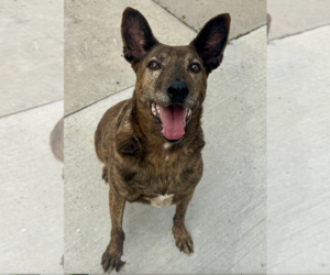 Holland Shepherd-Unknown Mix Dogs for adoption in Newport Beach, CA, USA