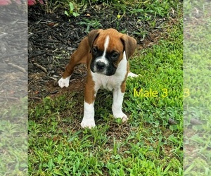 Boxer Puppy for Sale in PELZER, South Carolina USA