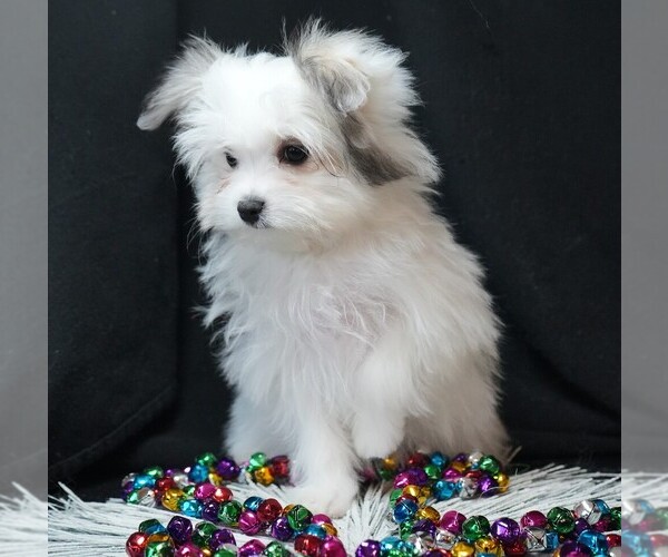 Medium Photo #3 Maltipom Puppy For Sale in ROCK VALLEY, IA, USA