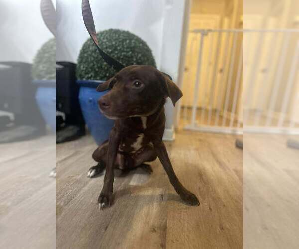 Medium Photo #2 Boykin Spaniel-Whippet Mix Puppy For Sale in New York, NY, USA