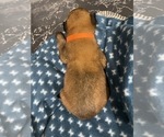 Small Photo #170 Belgian Malinois Puppy For Sale in REESEVILLE, WI, USA