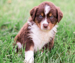 Small Photo #5 Australian Shepherd Puppy For Sale in ARODA, VA, USA