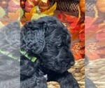 Puppy Mr Green Goldendoodle