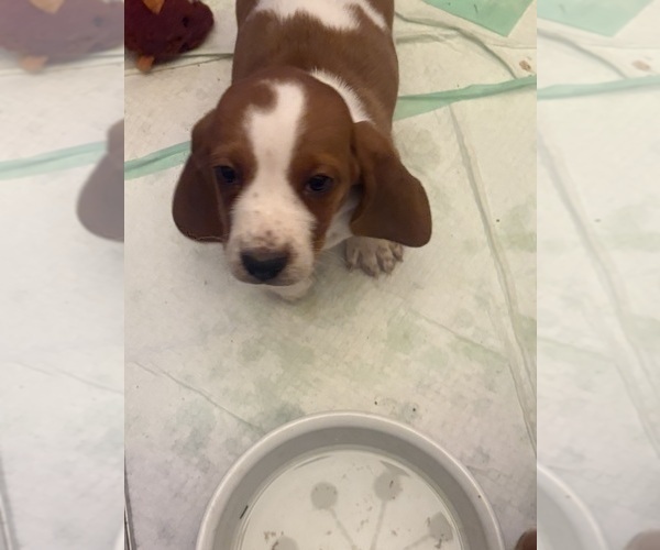 Medium Photo #10 Basset Hound Puppy For Sale in VERNON ROCKVILLE, CT, USA