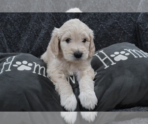 Goldendoodle Puppy for sale in NORTH HILLS, CA, USA