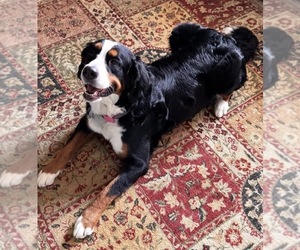 Mother of the Bernedoodle puppies born on 04/09/2026