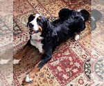 Small Photo #1 Bernedoodle Puppy For Sale in RAVENSWOOD, WV, USA