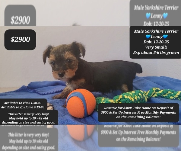 Medium Photo #1 Yorkshire Terrier Puppy For Sale in TUCSON, AZ, USA
