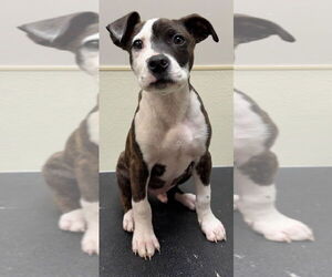 Boxer-Unknown Mix Dogs for adoption in Great Bend, KS, USA