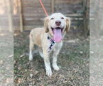 Small #2 Great Pyrenees