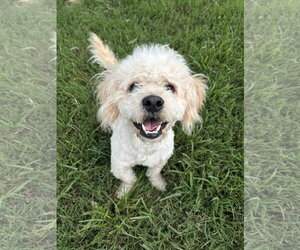 Poodle (Miniature) Dogs for adoption in Pacolet, SC, USA