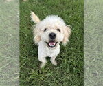 Small Poodle (Miniature)