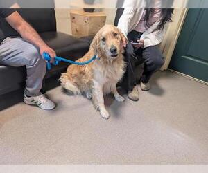 Golden Retriever Dogs for adoption in Pasadena, CA, USA