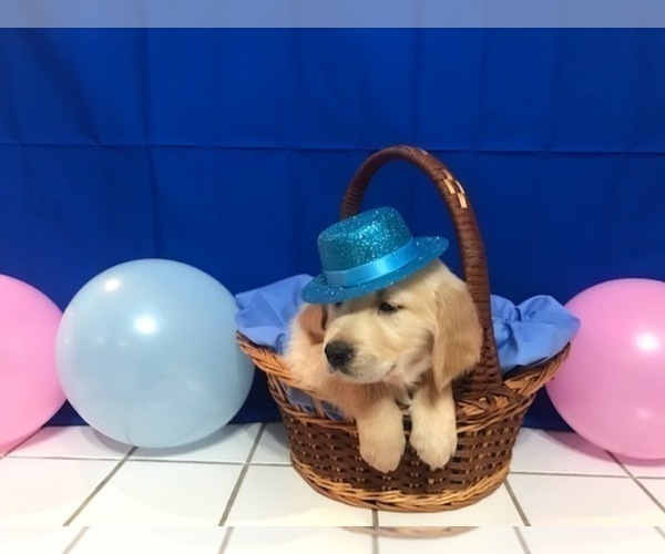 Medium Photo #11 Golden Retriever Puppy For Sale in WEBSTER CITY, IA, USA
