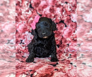 Cock-A-Poo Puppy for sale in KIRKWOOD, PA, USA
