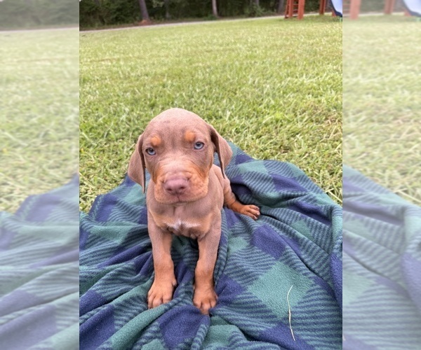 Medium Photo #2 Catahoula Leopard Dog Puppy For Sale in KEITHVILLE, LA, USA
