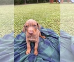 Small #1 Catahoula Leopard Dog