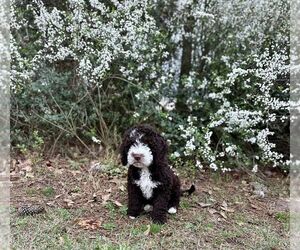 Spanish Water Dog Puppy for sale in SALEMBURG, NC, USA