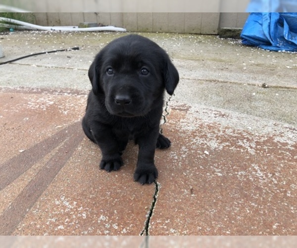 Medium Photo #5 Labrador Retriever Puppy For Sale in CHICO, CA, USA