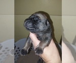 Small #14 Mastiff