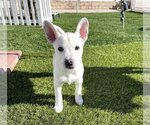 Small #5 Huskies  Mix
