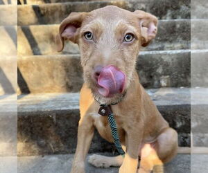 Mutt Dogs for adoption in Chico, CA, USA