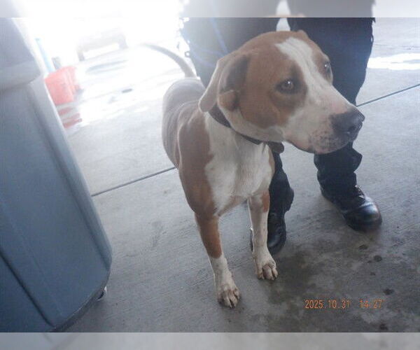 Medium Photo #1 Mutt Puppy For Sale in Oroville, CA, USA