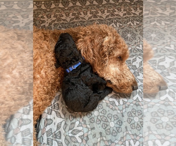 Medium Photo #3 Poodle (Standard) Puppy For Sale in NEW ULM, MN, USA