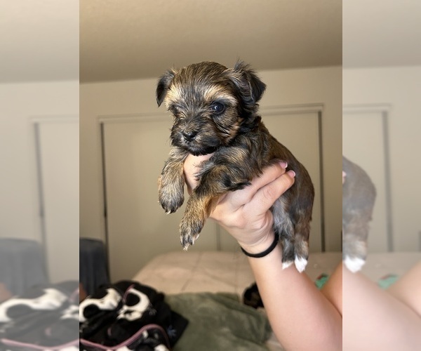 Medium Photo #2 Yorkshire Terrier Puppy For Sale in SAN BERNARDINO, CA, USA