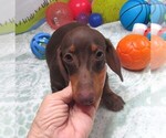Small #2 Dachshund