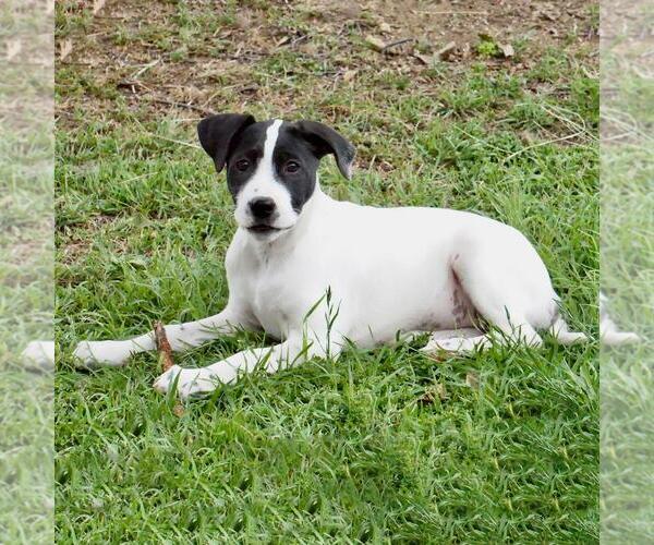 Medium Photo #3 Border Collie-Unknown Mix Puppy For Sale in San Diego, CA, USA