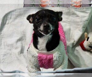Chihuahua-Unknown Mix Dogs for adoption in Dunnellon, FL, USA