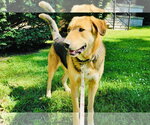 Small German Shepherd Dog-Great Pyrenees Mix