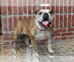 Small #8 Bulldog